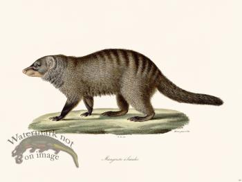 Cuvier 184 Mongoose To Moors